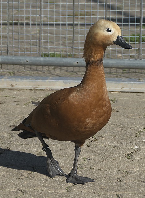 仅仅属于她