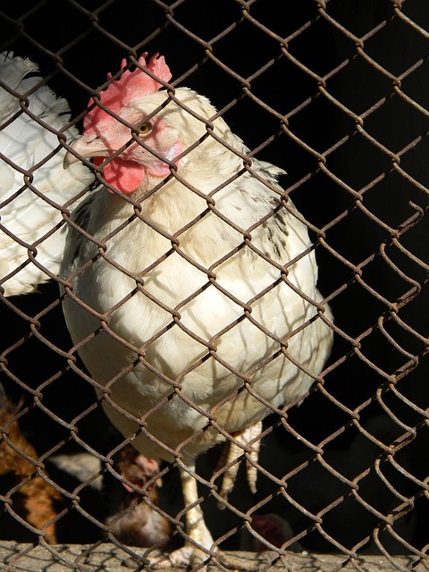 大的身体素 大的身体素